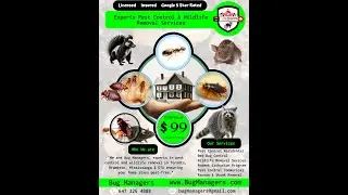 Ultimate Guide to Bed Bug Prevention and Preparation Before Treatment in Toronto, Brampton, and GTA