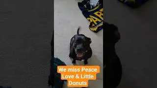 Who wants #donuts??🍩 #dogdonuts #dogtreats #peaceloveandlittledonuts #sweettreat #dogsoftiktok
