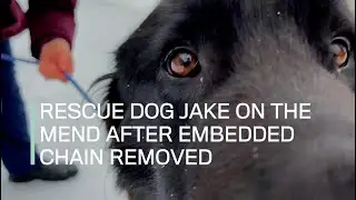 Rescue dog Jake on the mend after embedded chain removed