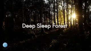 Healing Forest Sleep Sounds 🌲 2 Hours &mdash; Calm Nature Ambience for Deep Sleep & Stress Relief