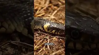 Snakes: Masters of Stealth and Surprise!  #facts #animals #nature #wildlife #shorts