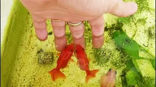 Cá Ranchu và Ping Pong siêu dễ thương nuôi không cần lọc và oxy