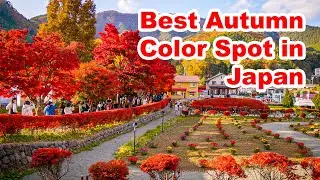 Best Autumn Color Spot near Mt. Fuji - Japan Walking Tour 2022
