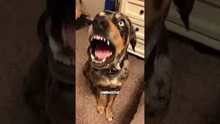 Собака отвечает! - закадровый голос RxCKSTxR!