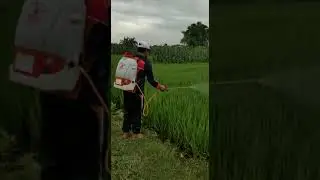 PADI ECO FARMING JOSS GANDOS