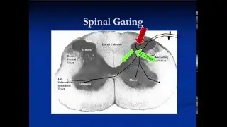 The Science behind Analgesia with Veterinary Acupuncture presented by Dr Steve Marsden