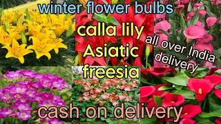 Winter hybrid and imported flower bulbs Asiatic, calla , freesia, ixia rain lily 8273837165