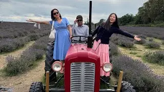 Mayfield Lavender Farm | London | UK | Pabitra Gurung Vlog