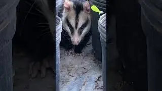 Comadreja #Sarito #animals