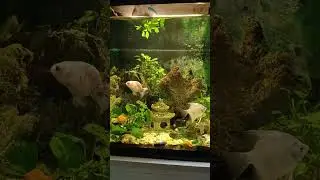 🐟 sinh thái 