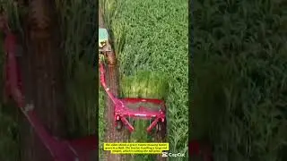 Sudan Grass Harvesting for Livestock Feed