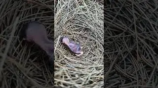 Hand feeding to baby birds🍼🐥🐣 #viral #shorts #birds #flood
