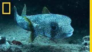 Mentoring New Photographers | Sea of Hope: America's Underwater Treasures