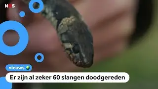 Boswachters waarschuwen voor overstekende slangen