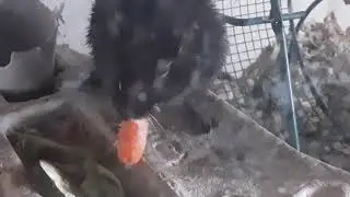Fluffs The Gerbil Eating A Carrot.