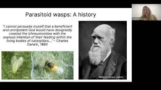Beneficial Insect &ndash; Parasitoids