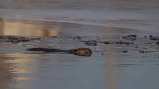 North American Mallards pick at leftover scraps from Beavers and stay clear when a Beaver comes by
