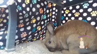 Meet Mocha