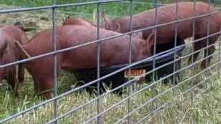 ginger-pigs.wmv