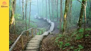 Walking in Nature's Symphony | 30 Minutes of Serene Hiking