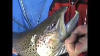 Ice Fishing Big Brown Trout
