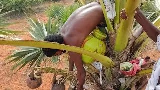 How to get pure palm juice |பதனீர் எடுப்பது எப்படி| full video|1 tea 2 vada|