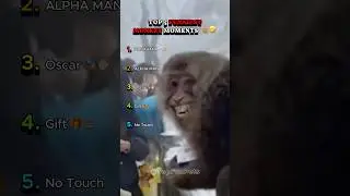 Top 5 Funny Monkey Moments 🐒🤣🔥
