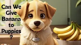Can We Give Banana to Puppies? 🐶#dog #puppy #pets #doglover #dogs #dogsofinstagram #doghealth #pets