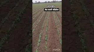 seedrill bed wali