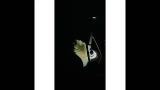 new hookah  status video | shisha status video | #2021 #status #hookah #shisha #short #smoking