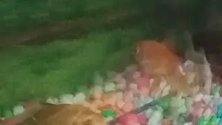 Fish live view