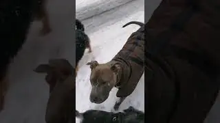 Gassi im Schneesturm