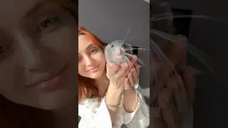 ОБЗОР НА МОИХ КРЫС 🐀 #rat #pets #animals #крыски #крыса #funny #крысенок #cute #животные