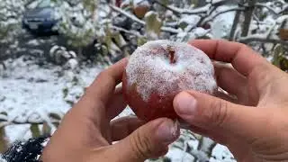 Black Oxford Apple Tasting