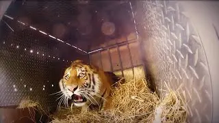 The Moment Of Freedom! A Compilation Of Animals Being Released Back Into The Wild