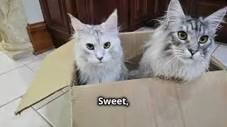 Maine Coon Cat Names: The Coolest Names for Your Giant Cat