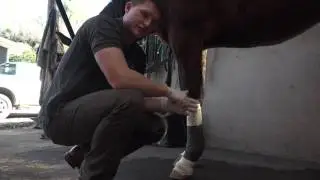 How to treat this with Mānuka Vet - Pastern Dermatitis (Mud Fever)