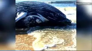 25 Foot Whale Washes Ashore on Fire Island New York