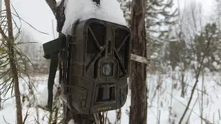 Что происходит в лесу? Фотоловушка показала!