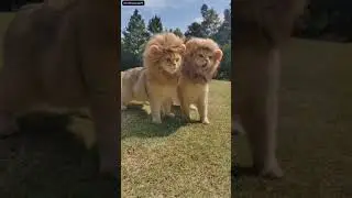 Cute Couple 🥰 💞💝|#shorts