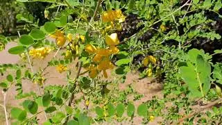 Colutea arborescens žanovec měch&yacute;řkat&yacute;