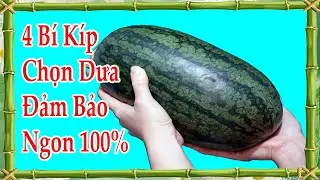 4 bí kíp để chọn dưa hấu đảm bảo siêu ngon, cách chon dưa hấu ngon 100%