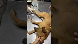 Helping stray dogs| saving a life|viral video|Helping animals