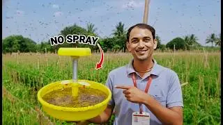 3 Din Me Result 😱 | पहले Keet Attack ❌ अब Control ✅ | Yellow Trap