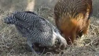 Silver Campine chicks 42 days old