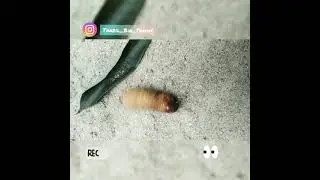 A type of wood insect 🐰 #Shorts