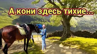Как идея вам: На днях покататься на конях?