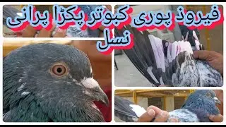 FEROZPURI KABOTAR PAKRA | ORIGINAL HIGHFLYER FEROZPURI PIGON CAUGHT | Vlogger Pigeons Star | shahzad