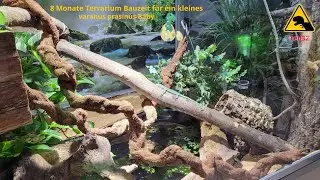 Smaragtwaran varanus prasinus, der Abholtag nach 8 Monaten Terrarium Bauzeit. BaudokuTeil 32