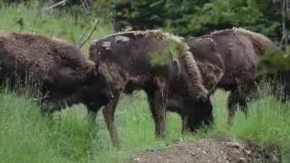 Third bison release in the Southern Carpathians, Romania